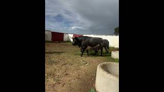 Tareas camperas toro torodelidia tauromaquia torosdelidia torobravo [upl. by Yovonnda]