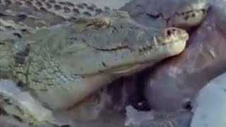 The Amazing Power of Crocodile Teeth  Wild Africa  BBC Studios [upl. by Helsie374]