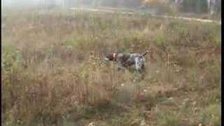 Pheasant Hunting with Winnie German Shorthaired Pointer [upl. by Tannenbaum77]