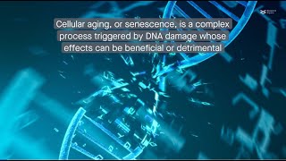 Decoding cellular aging Understanding the senescenceassociated secretory phenotype [upl. by Nymrak358]