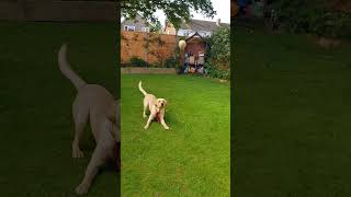 Perfect catch goldador goldadorplaying dogplaying behappywithwhatyouhave mypetmylife [upl. by Demeter]