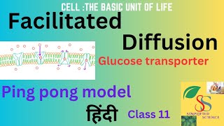 Facilitated Diffusion Ping Pong model Glucose transporterclass 11Hindi [upl. by Alaine]