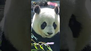 沐浴晨光的圓仔 panda yuanzai taipeizoo [upl. by Barina]