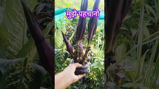 कौन हूं मैं   ornamental permanent gardening shortvideo shorts [upl. by Rutherford]