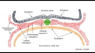 EMBRYOLOGY VII Intraembryonic Mesoderm Differentiation [upl. by Adora]