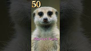 Fact About Meerkats [upl. by Tham]