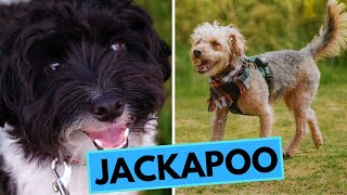 Jackapoo  TOP 10 Interesting Facts [upl. by Atena575]