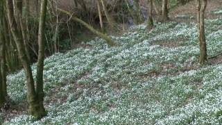 SNOWDROP VALLEY EXMOOR [upl. by Florinda688]