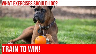 Exercise Routines for Boxers How to Choose the Right One [upl. by Esihcoc]