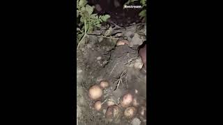 See how we harvest potatoes in AfricaASMRAFRICAN village [upl. by Llennahc]