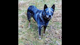 Australian Cattle Dogs [upl. by Griffie]