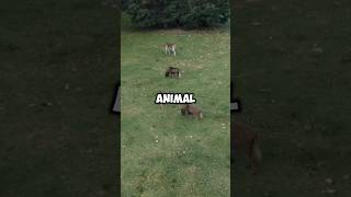 MindBlowing Animal Facts shorts facts mindblowingfacts [upl. by Danas753]