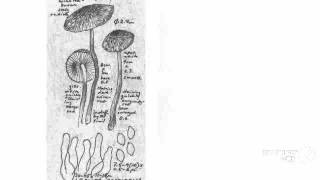 Lepiota roseifolia  fungi kingdom [upl. by Hayarahs]