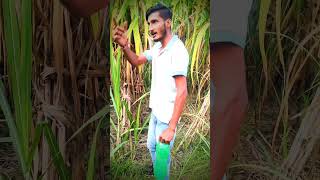 Vade se apne mukarta nhi comedyयह comedyfilms funny newcomedy viralvideo trendingshorts yt [upl. by Lindner]