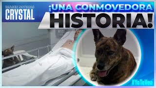 Hombre llega a urgencias acompañado de su perrito  Noticias con Crystal Mendivil [upl. by Assirim603]