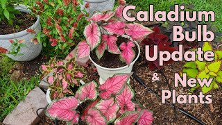 Caladium bulb update and new plants  backyard garden  Texas Gulf Coast Zone 9b [upl. by Dagmar541]