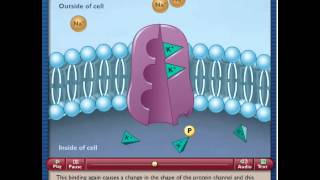 Transport Physiology NaKATPase Sodium Potassium Pump [upl. by Eldon]