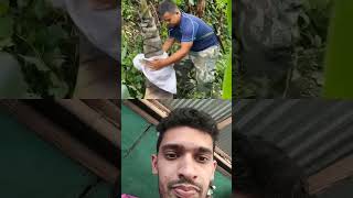 Giant Bamboo bambooshoot satisfying bamboo fruit cooking amazing foryou viralvideo duet [upl. by Estas]