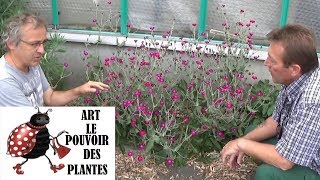 chaine de jardinComment faire un semis de lychnis coronaria coquelourde des jardins plante vivace [upl. by Unders]