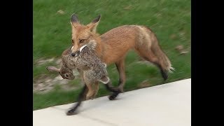 Amazing footage of happy Red Fox carrying sad rabbit in St Louis neighborhood [upl. by Ahsinauj]