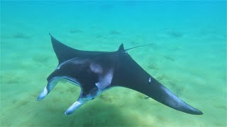 Red Sea Manta Rays [upl. by Aidas]