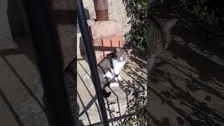 Tommy ha paura del cane [upl. by Suzi155]