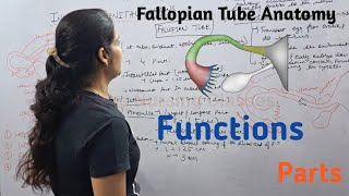 Fallopian Tube  Function Parts  By Reena Sharma  NORCET  Aiims  Cho Staff nurse  Gnm [upl. by Aihsena]