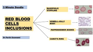 Red Blood Cell Inclusions in PS  Images  Doodle Animation Made easy [upl. by Natanoj]