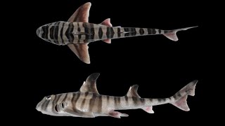 New Shark Species With HumanLike Teeth Discovered In Australia [upl. by Cohberg400]