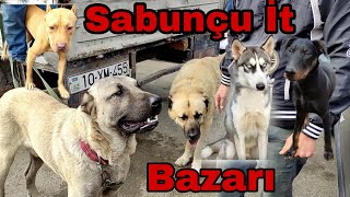 Sabunçu İt Bazarı 24102021 [upl. by Laram465]