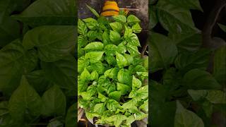 Easy Hot Chilli Seeds amp Seedlings [upl. by Philipines]