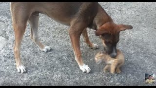 DOG ALMOST EAT THE CAT  DOG VS CAT [upl. by Aihsenad]