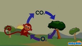 Oxygen Cycle Explained  Oxygen Facts for Kids  Educational Videos by Mocomi [upl. by Alvie]