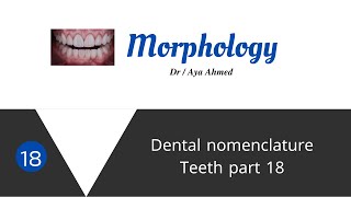 Morphology   18  Occlusal Ridges  Linear Elevation [upl. by Berners]