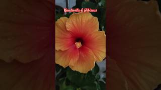 Very beautiful red Mandevilla amp yellow hibiscus flower ytubeshorts love bollywood cutestmoment [upl. by Leviralc359]