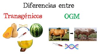 💉Diferencias entre Transgénicos y Organismos Genéticamente Modificados🍅  BIOLOGÍA  Fácil y Rápido [upl. by Aborn102]