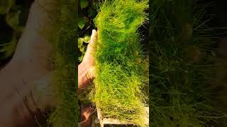 Hair grass farmingaqua plant farm in India fish aquarium fishaquarium video plant aquaplanet [upl. by Zelda201]