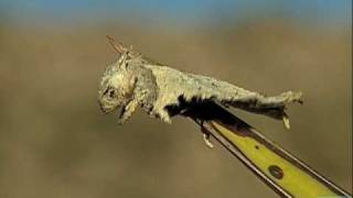 Loggerhead Shrike Impales Horned Lizard [upl. by Ajnotal]