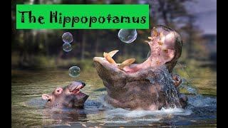 The Hippopotamus amazing facts [upl. by Oremodlab]