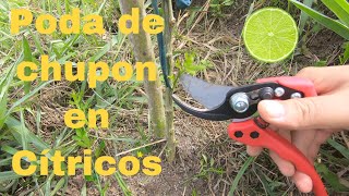 🍋 Poda chupon en cítricos 🍋 [upl. by Aiyram]