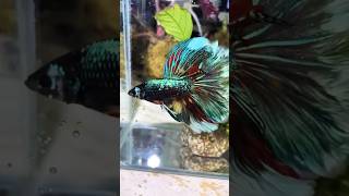 Imported Betta fishbettafishfishtrendingtrendingshortssongtamilviralvideoyoutubeshortslike [upl. by Ytak]