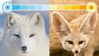 All 22 Species of Foxes Organised by Continent [upl. by Grishilda]