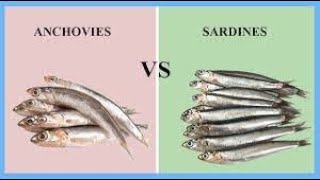 SARDINES VS ANCHOVIES WHATS THE DIFFERENCE [upl. by Sukin913]