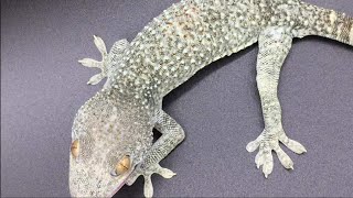 Unboxing INSANE Tokay Gecko Morph [upl. by Akialam472]