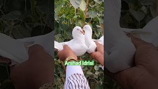 White Sarangpuri Pigeon pigeonvideo youtubeshorts pigeonstatus kabutarkivideo [upl. by Rotciv]