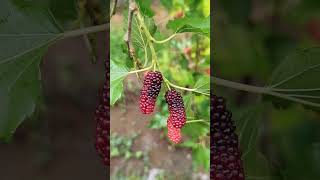 Zoom beautiful fruit photography naturephotography beautiful [upl. by Hinman]