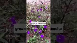 Tibouchina Urvillena fyp naturelover nature southamerica garden plant plants flower [upl. by Burd]