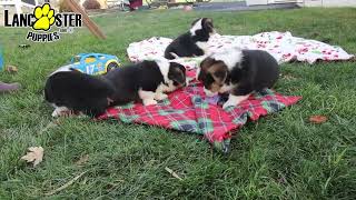 Adorable Welsh Corgi Puppies [upl. by Blader694]