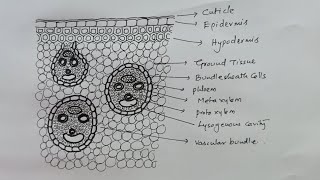 How to draw MONOCOT STEM TS sector diagram very easily [upl. by Klepac]