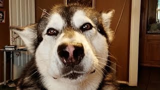 Malamutes Surprising Request Tonka Never Ceases To Amaze Me [upl. by Ytram]